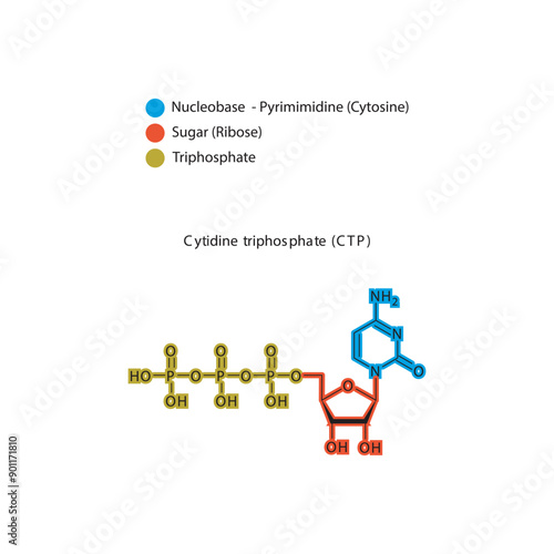 Cytidine triphosphate (CTP) skeletal structure schematic illustration, Nucleoside molecule. photo