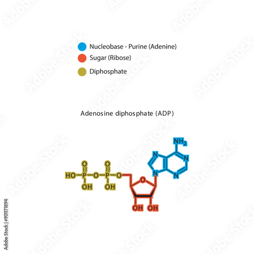 Adenosine diphosphate (ADP) skeletal structure schematic illustration, Nucleoside molecule.