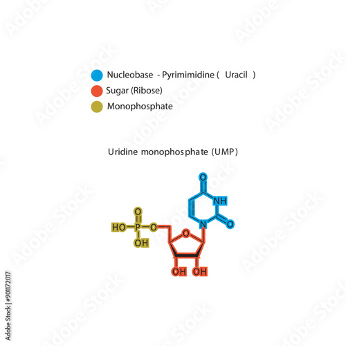 Uridine monophosphate (UMP) skeletal structure schematic illustration, Nucleotide molecule. © Basstock