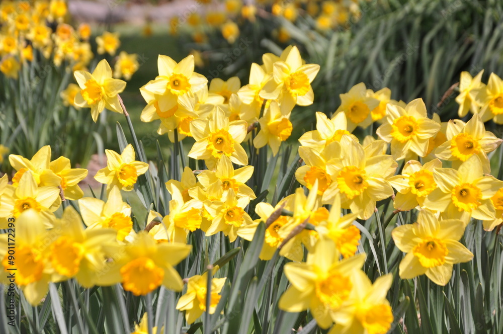 Spring blossoming yellow tulips in the garden Spring blossoming yellow tulips in the garden