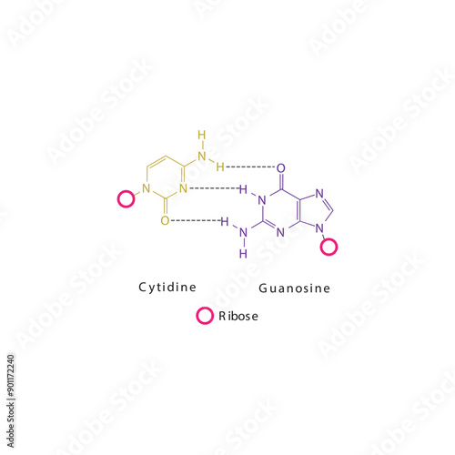 Diagram showing hydrogen bonds between DNA nitrogenous bases - Cytidine and Guanosine, simple schematic illustration.