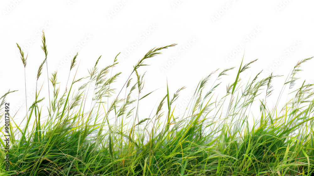 Fototapeta premium Bright green grass stands tall against a pristine white backdrop.