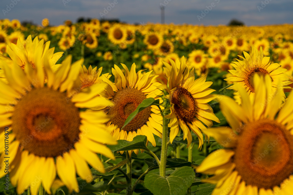 Fototapeta premium Close up view to the yellow sun flower field with soft bokeh background