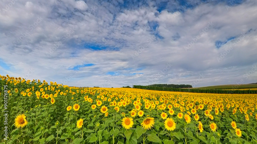 Close up view to the yellow sun flower field with soft bokeh background Close up view to the yellow sun flower field with soft bokeh background