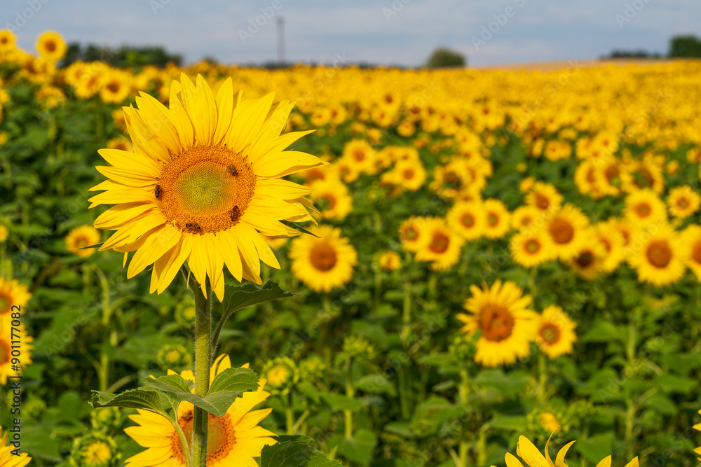 Close up view to the yellow sun flower field with soft bokeh background Close up view to the yellow sun flower field with soft bokeh background