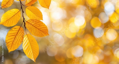 Vibrant autumn leaves on a blurred background