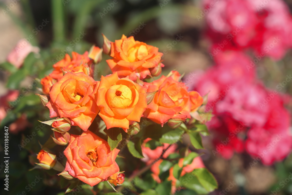 inflorescences of tea roses, flowers in a garden bed, 2 inflorescences of tea roses, flowers in a garden bed, 2