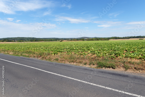 Country road to  Courances village in the French Gâtinais Regional Nature Park photo