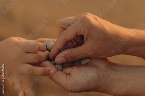 Mom's hands holding shells and daughter's hands in close-up. Mom and daughter collect seashells on the seashore. Close-up of two mother's hands holding a child's hand against the background of the sea