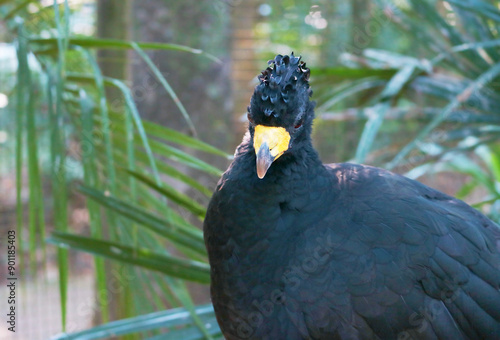 Closeup of a Black Curassow or Crax Alector in the Bird Park of Foz do Iguassu, Brazil, South America photo