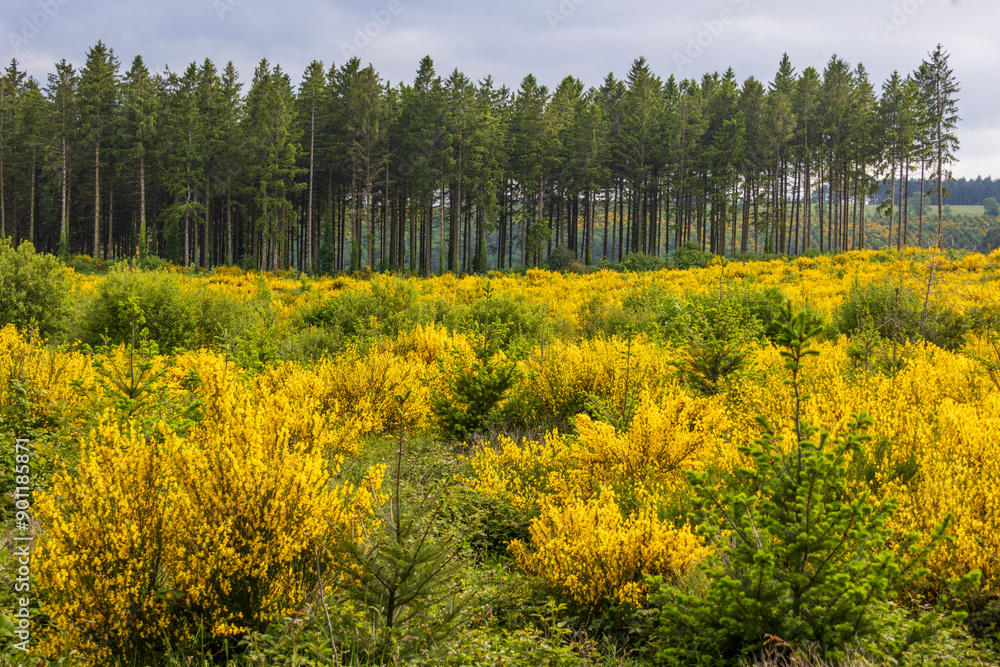 Obraz premium Genets in flower in the forest, in the Black Mountain next to the Pic de Nore in France