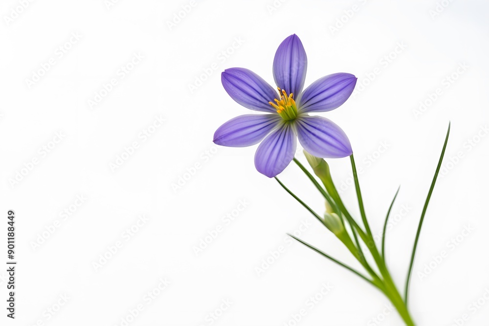 Obraz premium Blue eyed grass flower on white background, Ai Generated