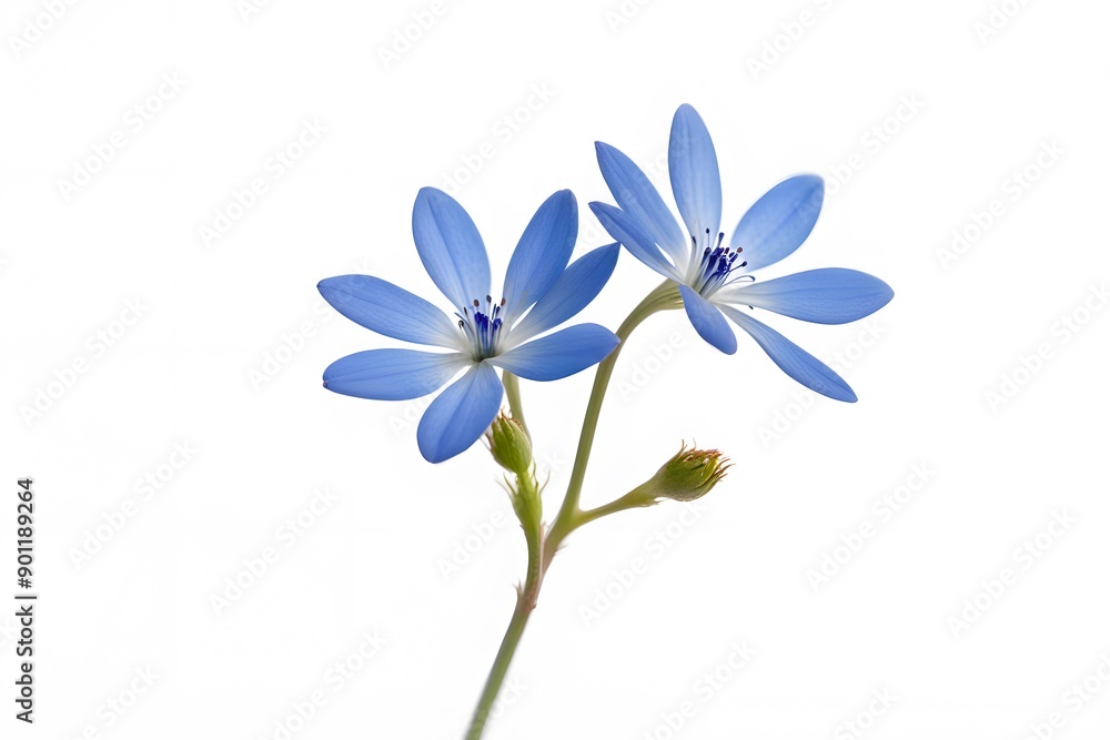 Naklejka premium Bluet flower on white background, Ai Generated