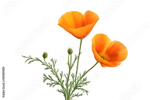 California poppy flower on white background, Ai Generated
