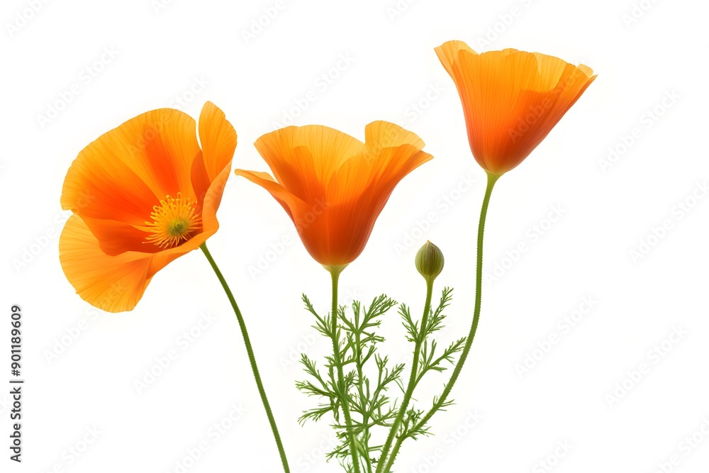 California poppy flower on white background, Ai Generated California poppy flower on white background, Ai Generated