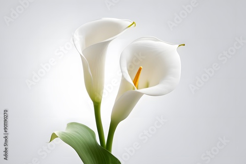 Calla lily flower on white background, AI Generated