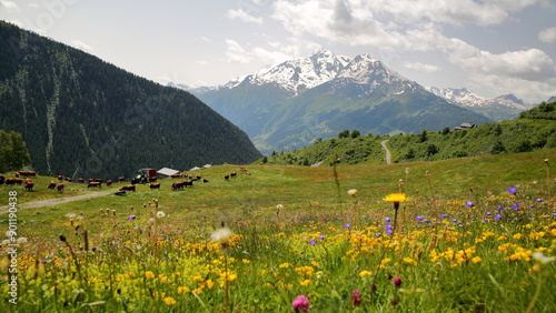 Cows grazing in La Rosiere, Northern French Alps, Tarentaise, Savoie, France, with the two summits Mont Pourri and Aiguille rouge in the background  photo