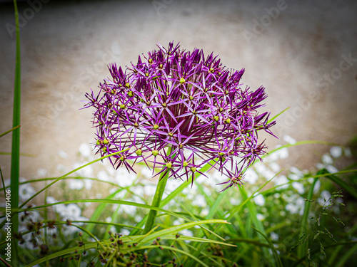 Sternkugellauch photo