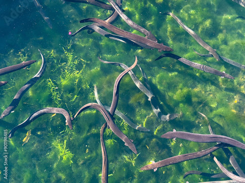 New Zealand native longfin and shortfin eels in Western Springs Lake or Te Wai Ōrea, in Auckland.