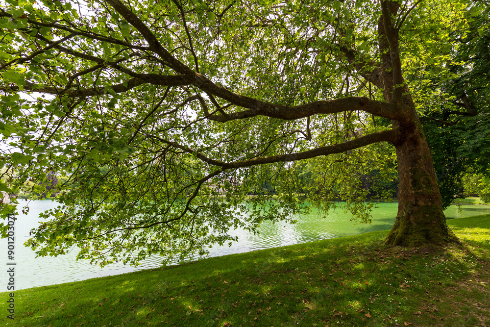 Fototapeta premium Tree Overhanging Lake with Lush Green Foliage at Chateau de Fontainebleau