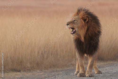 The King