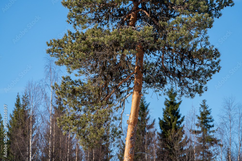 Obraz premium winter landscape at Rovaniemi lapland finland