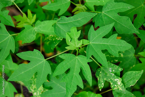 Wallpaper Mural Papaya tree grow up in garden Torontodigital.ca