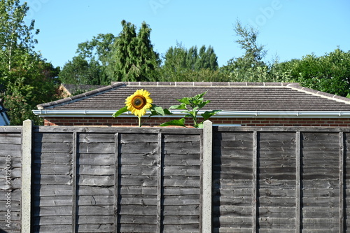 Sunflower peeping over a fence having it petals blown back on a windy morning summer morningin the UK.  photo