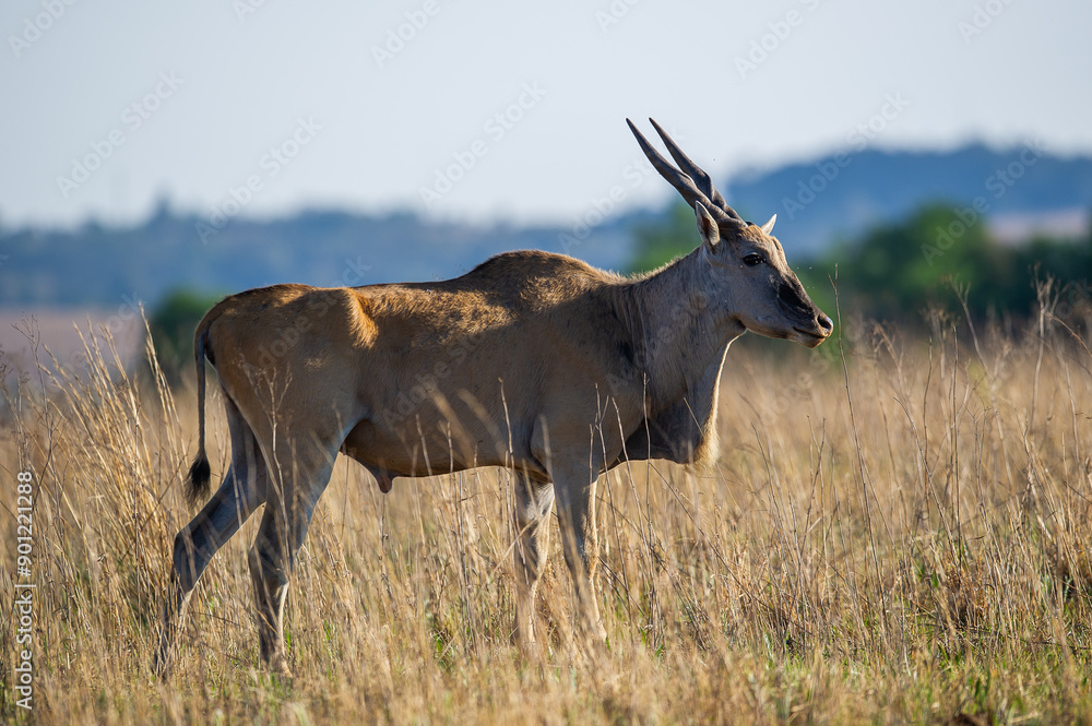 Fototapeta premium Eland in the african bush