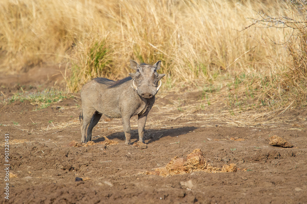 Male Warthog searching for water at dried up watering hole Male Warthog searching for water at dried up watering hole