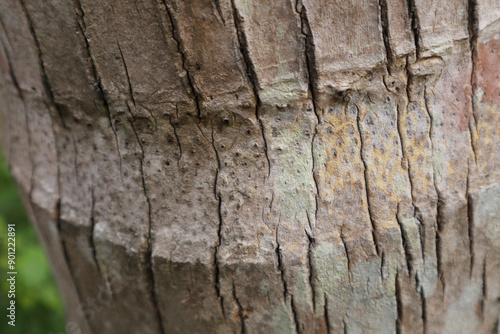 Coconut tree wood texture stock image