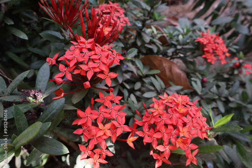 Red ixora flower growing home garden stock photography Red ixora flower growing home garden stock photography