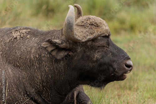 Buffalo