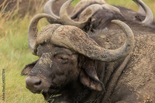 Buffalo
