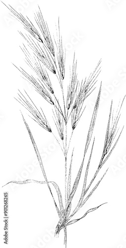 Grasses and Ferns