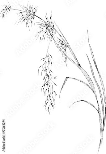 Grasses and Ferns