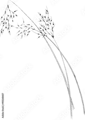 Grasses and Ferns