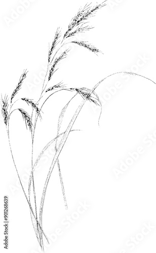 Grasses and Ferns
