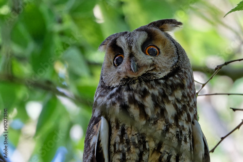  Hibou moyen-duc - Asio otus - rapaces  photo