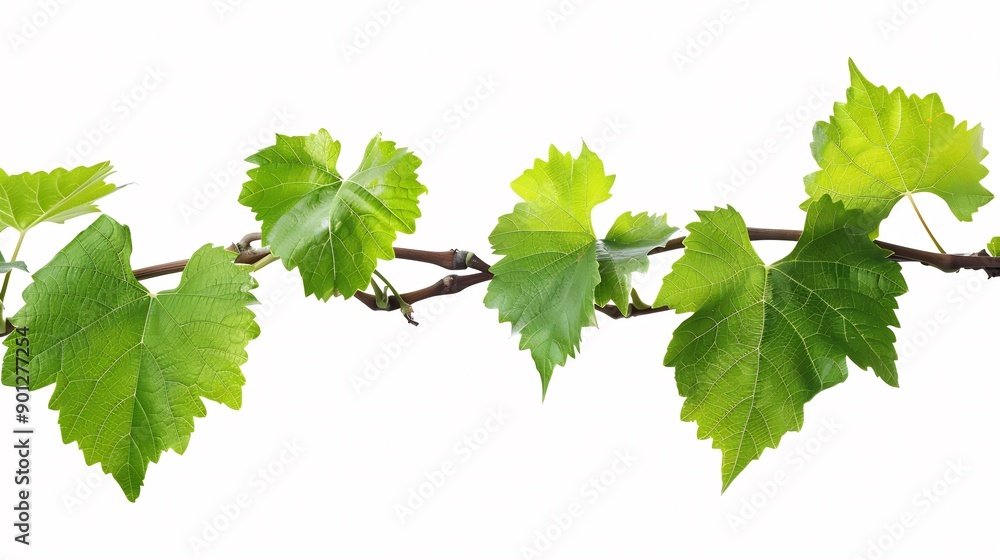Vine Branch with Lush Green Leaves Isolated on White Background Vine Branch with Lush Green Leaves Isolated on White Background