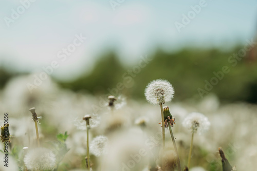 Dandelions blooming in field photo