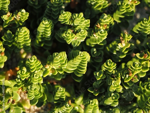 Sea sandwort plants growing on beach sand, showcasing its green succulent leaves photo