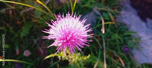 fleur et couleur photo