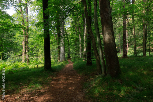 Germany, Saxony, Forest footpath in Tiefental nature reserve photo