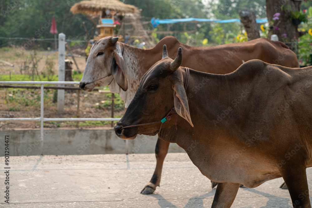 Meat cow group walking on rural road Meat cow group walking on rural road