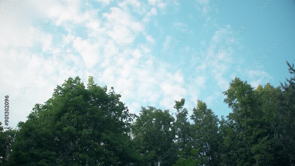 Tree tops against a background of a light sky with clouds. Edge of a summer forest. Tree tops against a background of a light sky with clouds. Edge of a summer forest.