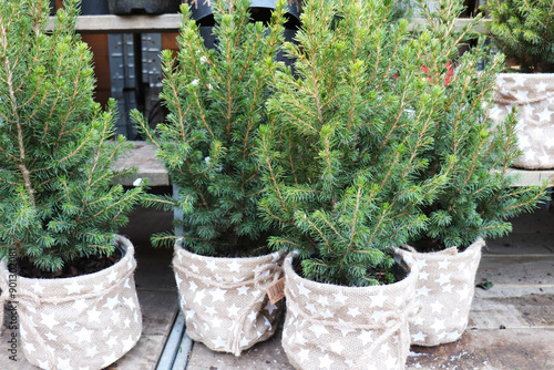Christmas trees in pots for sale
