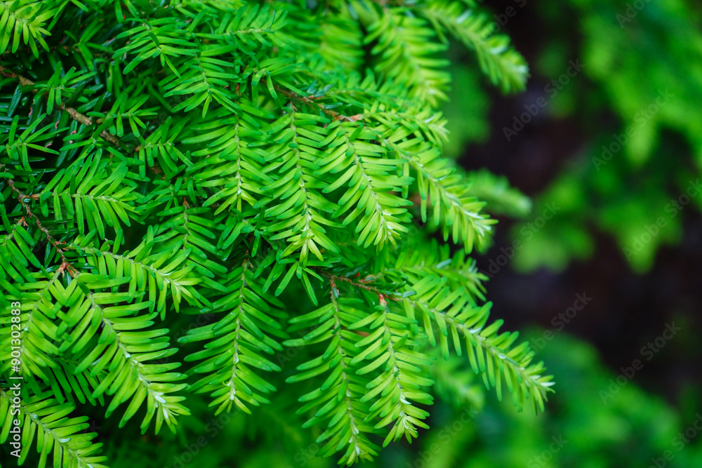 Close up of fresh pine tree needles growing on a tree Close up of fresh pine tree needles growing on a tree