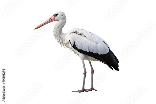 Detailed illustration of a stork in PNG format with transparent background for wildlife and nature design projects