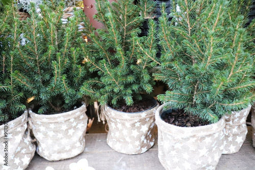 Christmas trees in pots for sale